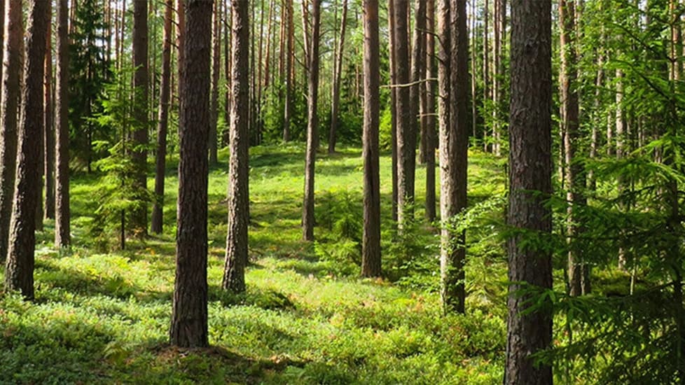 Ein dichter, gesunder Nadelwald, der Boden ist von Moosen, Gräsern und Flechten bedeckt.